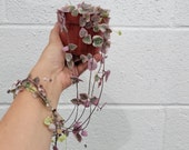Rare Variegated String of Hearts - Ceropegia Woodii Variegata quot variegated Purple Hearts plant quot in 2 quot , 4 quot or 6 quot Hanging Pot
