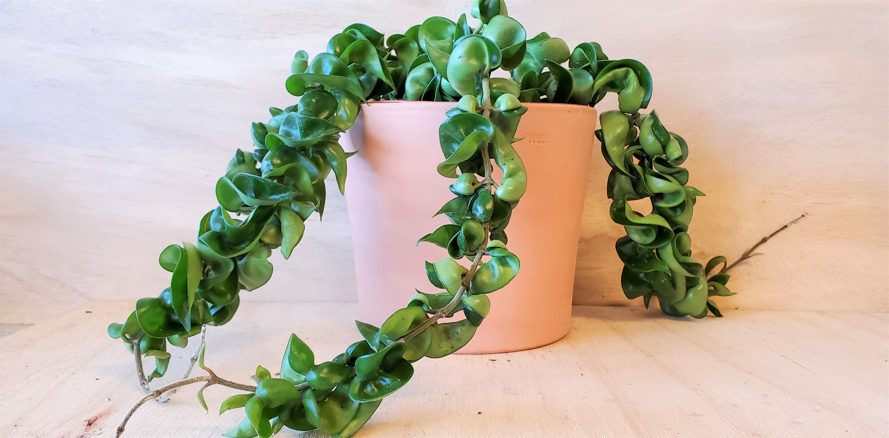 Hoya Compacta hindu Rope Hoya Hindu Rope EXTRA Full and Etsy