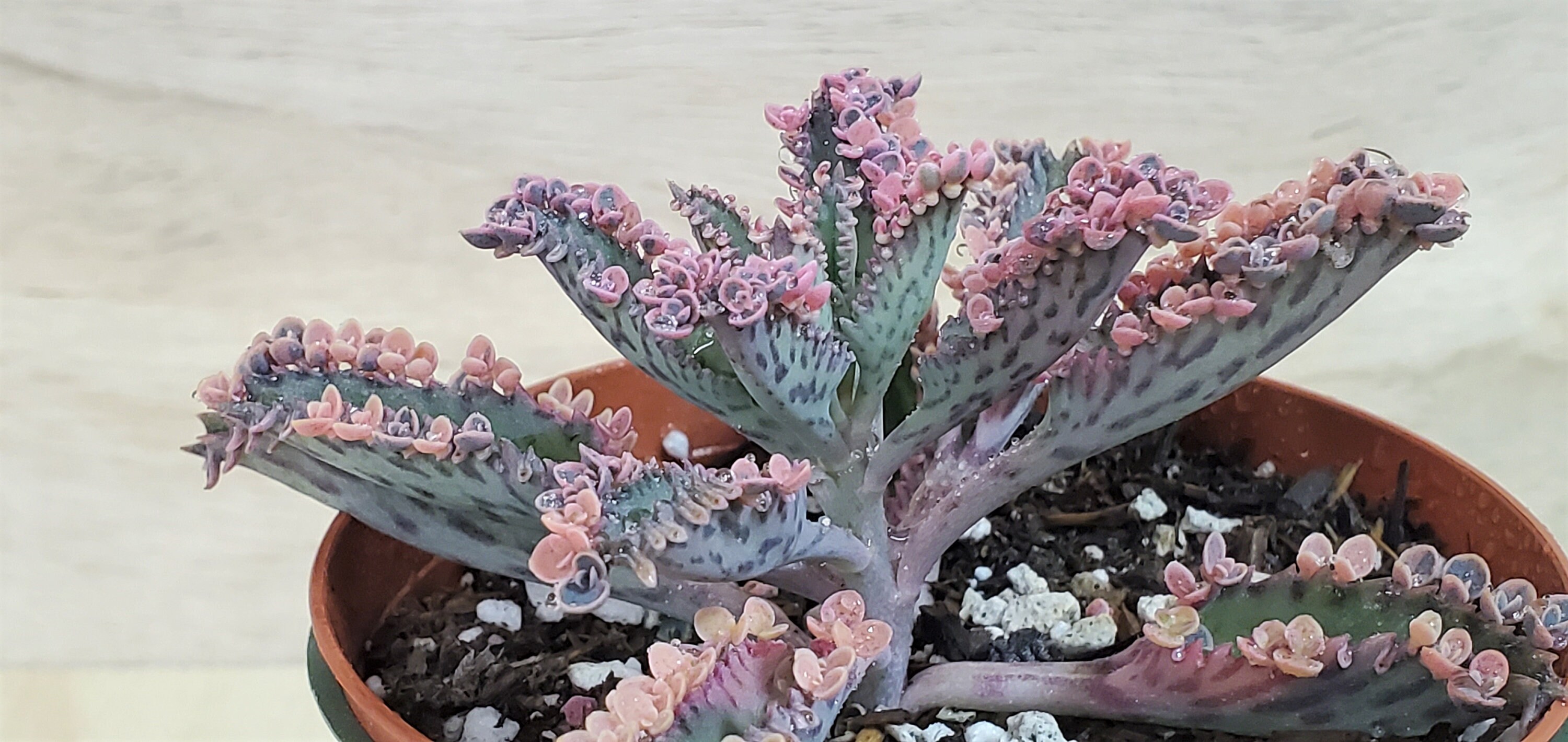 Variegated Pink Mother of Millions plant, Kalachoe Delagoensis in 2 o…