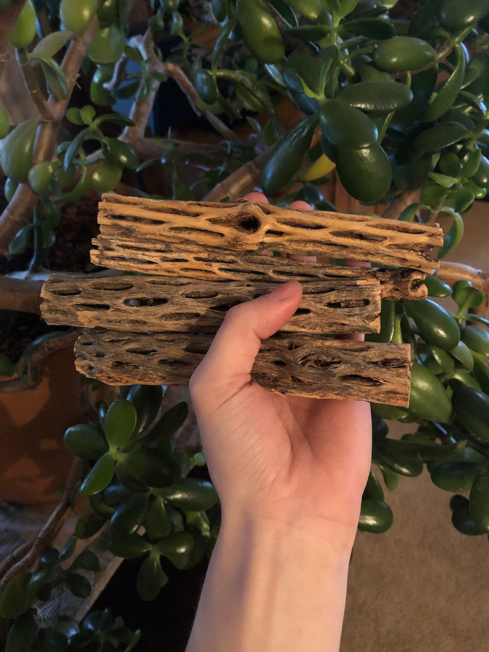 4 Pieces Cholla Wood for Aquarium/Terrarium Etsy