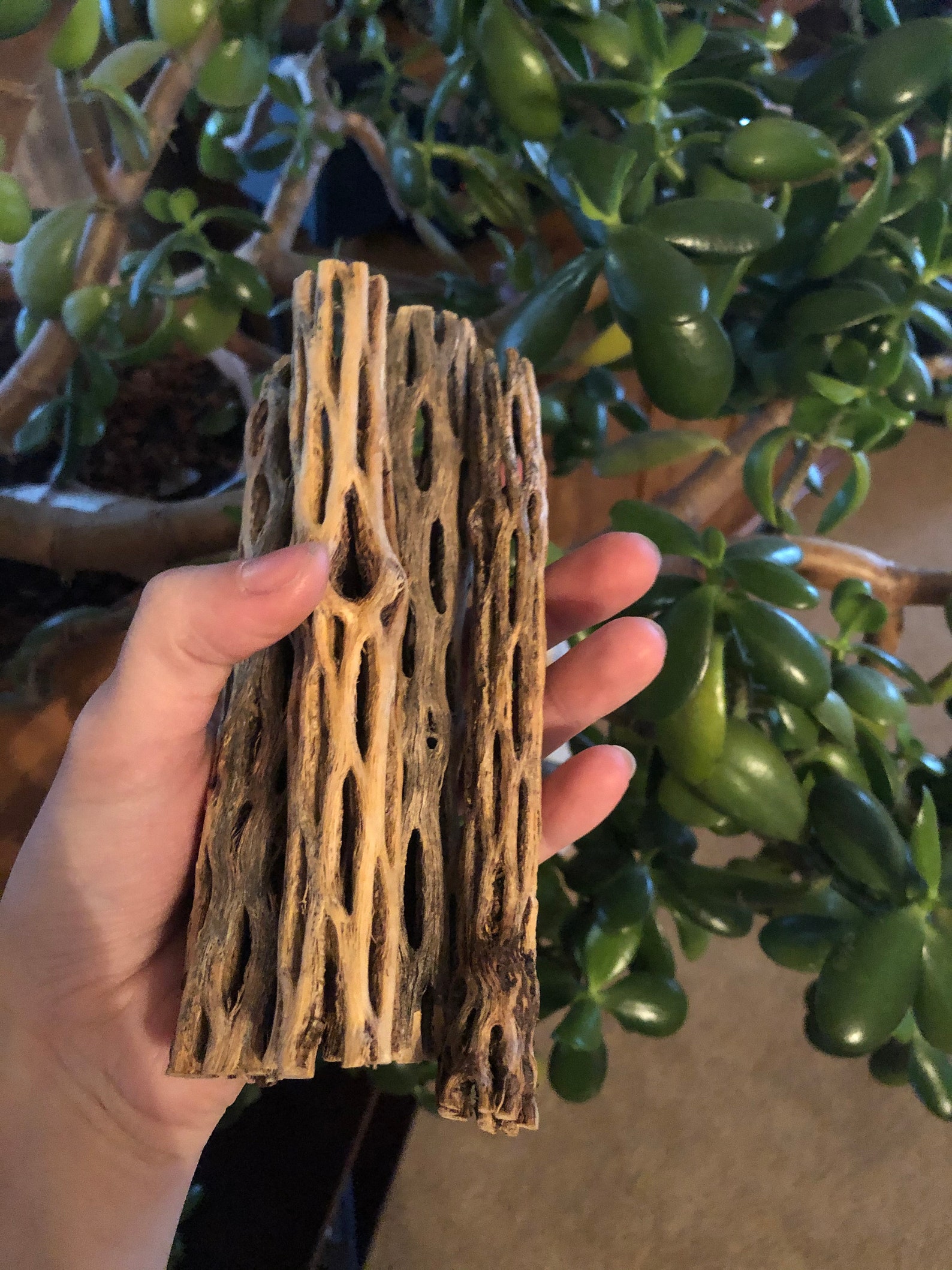 4 Pieces Cholla Wood for Aquarium/Terrarium Etsy
