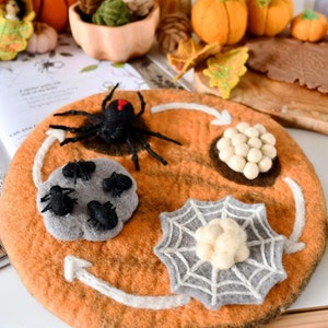 Felt lifecycle of spider