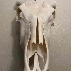Bovine Skull W/O Horns | Cow Skull Cleaned W Peroxide
