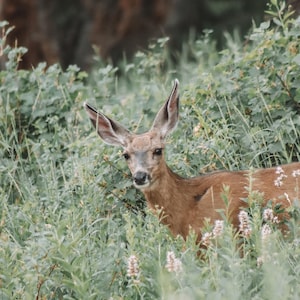Grand Teton National Park - Wildtiere von Wyoming - Deer Print