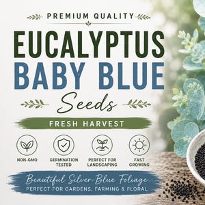 May include: A small white bowl filled with tiny black eucalyptus baby blue seeds, positioned next to a sprig of silver-blue eucalyptus leaves. The text reads: PREMIUM QUALITY EUCALYPTUS BABY BLUE Seeds FRESH HARVEST NON-GMO GERMINATION TESTED.