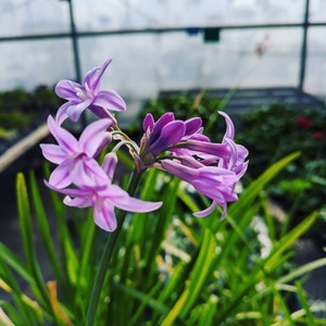 Society Garlic &#39;Tulbaghia violacea&#39; seeds FRESH