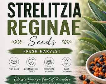 Semillas de Strelitzia reginae Ave del Paraíso Follaje para bodas - Orgánico - Decoración fresca - Jardín y Cultivo - Decoración de interiores
