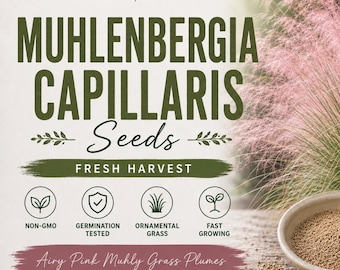 Pink Muhly Grass Seeds Muhlenbergia capillaris – Organic, Non-GMO – Wholesale Available – Landscape & Ground Cover Favorite –  USA SUPPLIER