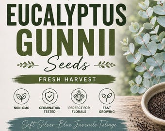 Eucalyptus Gunnii - Cider Gum - Fresh seeds - Wedding foliage - Organic - Fresh decor - Garden and Grow - Indoor decor