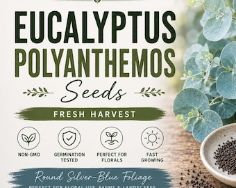 Eucalyptus Polyanthemos seeds - Silver Dollar seeds - Red box - Wedding foliage - Organic - Fresh decor - Garden and Grow - Indoor decor