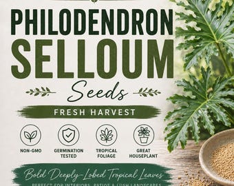 Philodendron selloum Thaumatophyllum bipinnatifidum seeds 25pc