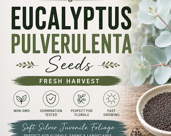 Może przedstawiać: Etykieta opakowania nasion Eucalyptus Pulverulenta z tekstem Premium Quality, Eucalyptus Pulverulenta Seeds, Fresh Harvest, Non-GMO, Germination Tested, Perfect for Florals, Fast Growing, Soft Silver Juvenile Foliage, Growing Hope Seeds.