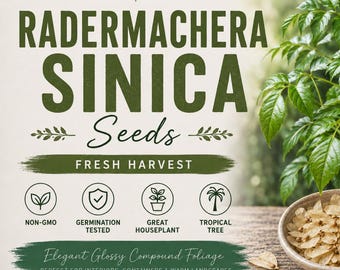 Radermachera sinica "China Doll" 50 pc seeds