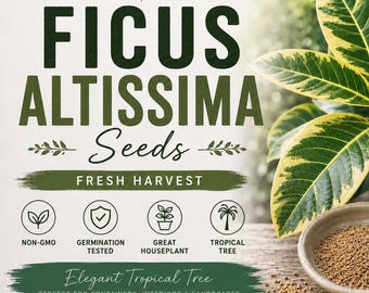 Ficus altissima fresh seeds