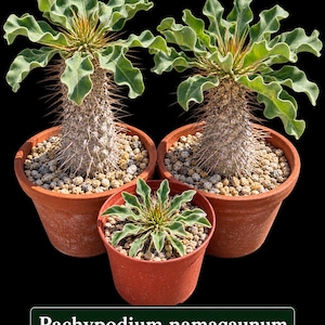 Peut inclure: Trois plantes Pachypodium namaquanum dans des pots en terre cuite. Chaque plante présente une tige succulente épaisse et épineuse surmontée d'une rosette de feuilles ondulées vert clair. La surface du terreau est recouverte de petits graviers.