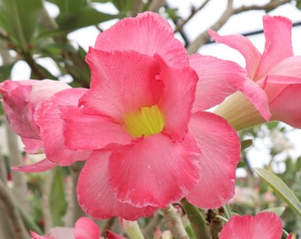 10 pièces Adenium Obesum « Rose du désert » Rose
