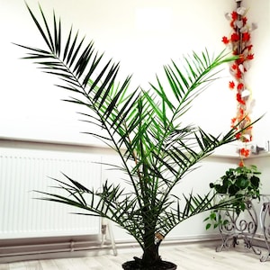 Canary Island date palm &#39;Phoenix canariensis&#39; fresh seeds 10pc