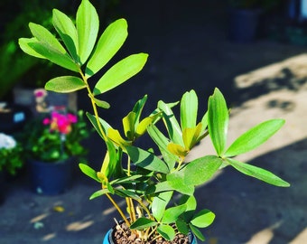 Cardboard palm 'Zamia furfurcea' 10 seeds