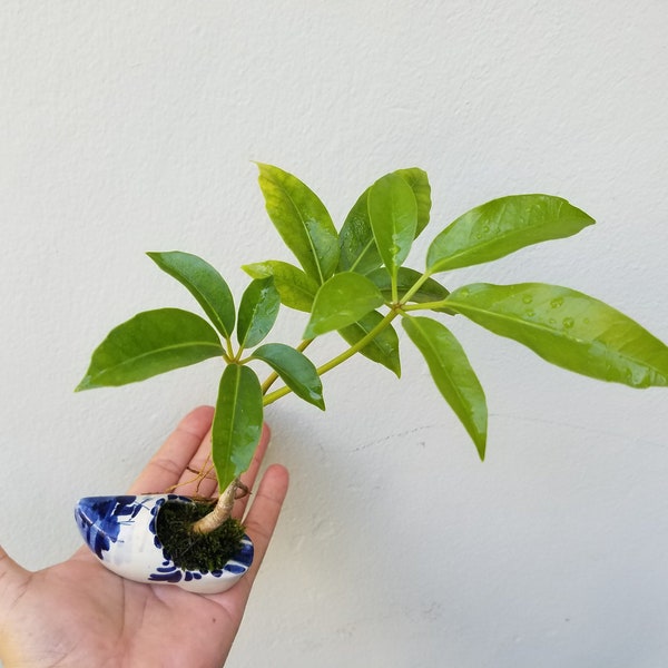 Australian Umbrella Tree 'Shefflera actinophylla' seed - Organic - Fresh decor - Garden and Grow - Indoor decor