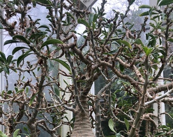 Lot de 10 graines de koudou Lilly - Pachypodium saundersii - Collector Pachypodium - Hybride - Spécimen unique rare