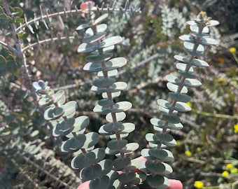 Eucalyptus Special blue seeds , Indoor decoration, Wedding decoration, Organic non GMO, Easy to grow - Hybrid of baby blue seeds