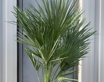 Chamaerops humilis "European fan"  palm fresh seeds 10pc USA BASED ORGANIC cold hardy palm