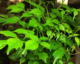 Radermachera sinica "China Doll" 50 pc seeds