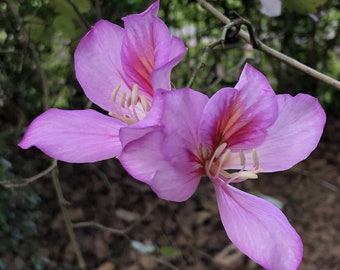 Orchid tree 'Bauhinia purpurea' seeds FRESH