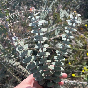 Eucalyptus Special blue seeds , Indoor decoration, Wedding decoration, Organic non GMO, Easy to grow - Hybrid of baby blue seeds