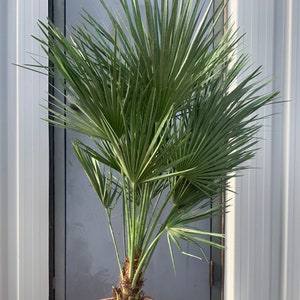 Chamaerops humilis &quot;European fan&quot;  palm fresh seeds 10pc USA BASED ORGANIC cold hardy palm