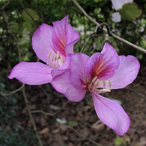 Orchid tree 'Bauhinia purpurea' seeds FRESH image 1