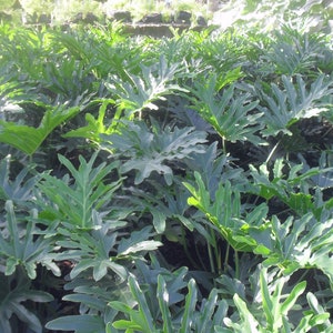 Philodendron selloum Thaumatophyllum bipinnatifidum seeds 25pc