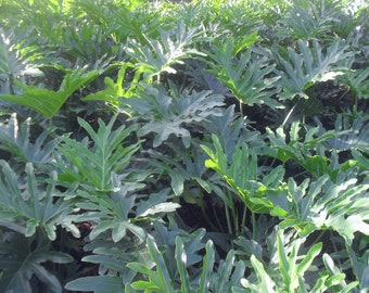 25 pièces de Philodendron selloum Thaumatophyllum bipinnatifidum