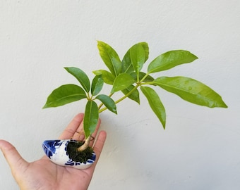 Australian Umbrella Tree 'Shefflera actinophylla' seed - Organic - Fresh decor - Garden and Grow - Indoor decor