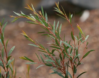 Eucalyptus Moorei seeds 'little sally'  Wedding foliage - Organic - Fresh decor - Garden and Grow - Indoor decor