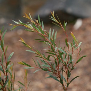 May include: A close-up of a green leafy plant with red stems. The plant is growing in a natural setting with a blurred background.