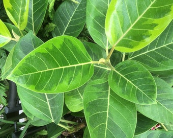 Ficus altissima fresh seeds