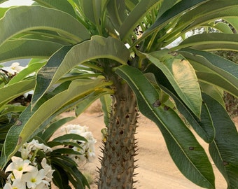 Pachypodium lamerei seeds - Spikey succulent, High germination, Madagascar, Easy to grow, Indoor Outdoor plant