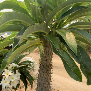 Pachypodium lamerei 10pc seeds