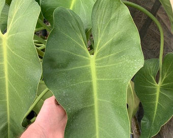 Philodendron 'subsp' HYBRID seeds - Easy to grow - Organically harvested