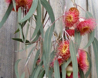 Eucalyptus caesia seeds 'gungurru' 10-100pc Organic