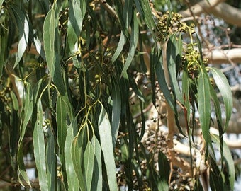 Eucalyptus dalrympleana seeds white mountain gum 10-100pc Organic