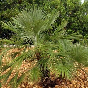 Chamaerops humilis "European fan"  palm fresh seeds 10pc USA BASED ORGANIC cold hardy palm