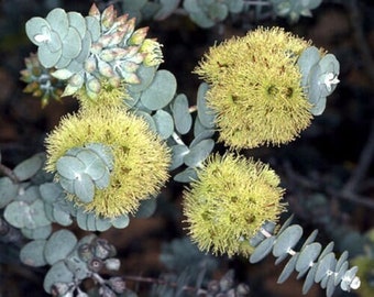 Eucalyptus Kruesana seeds 'Book-leaved mallee' 10-100pc Organic