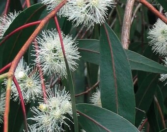 Eucalyptus macarthurii seeds 'camden woolybutt" 10-100pc Organic