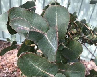 Eucalyptus neglecta Omeo seeds fast growing 10-100pc