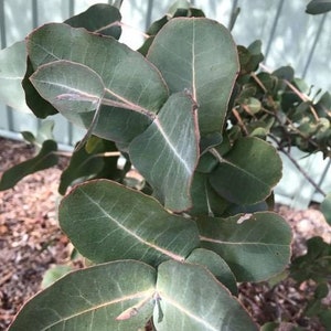 Eucalyptus neglecta Omeo seeds fast growing 10-100pc