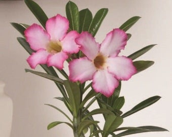 Adenium obesum 'Desert rose' picotee hybrid 10pc seeds