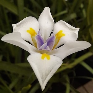 Dietes iridoidies - Íris africana - Lírio quinzenal - Íris Morea - Sementes