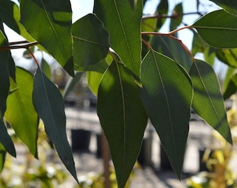 Eucalyptus rudis seeds 'flooded gum' 10-100pc Organic